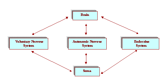 Nervous System 2 Image